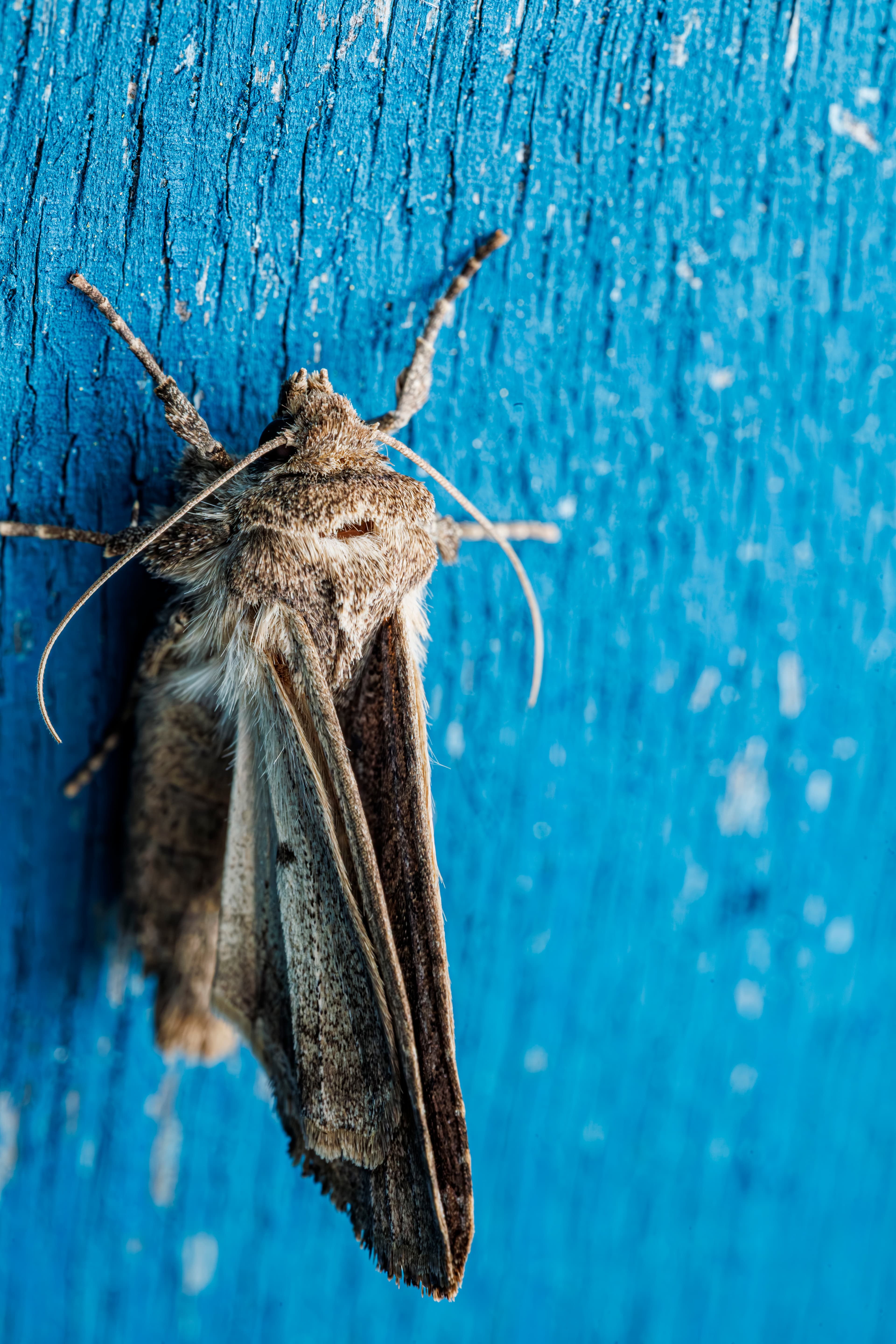 Ethereal Encounter: Life in Miniature