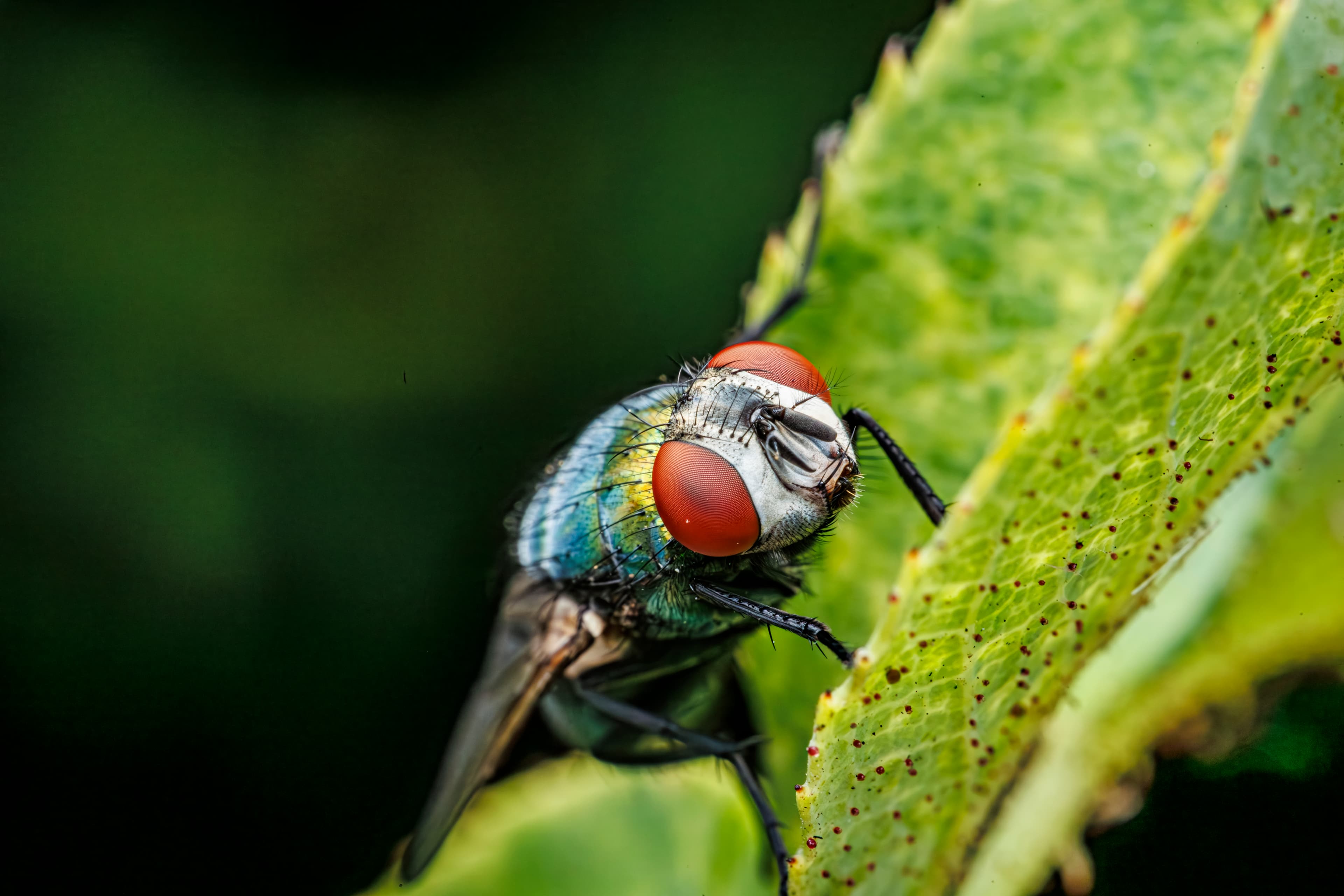 The Enigmatic Beauty of Small Worlds