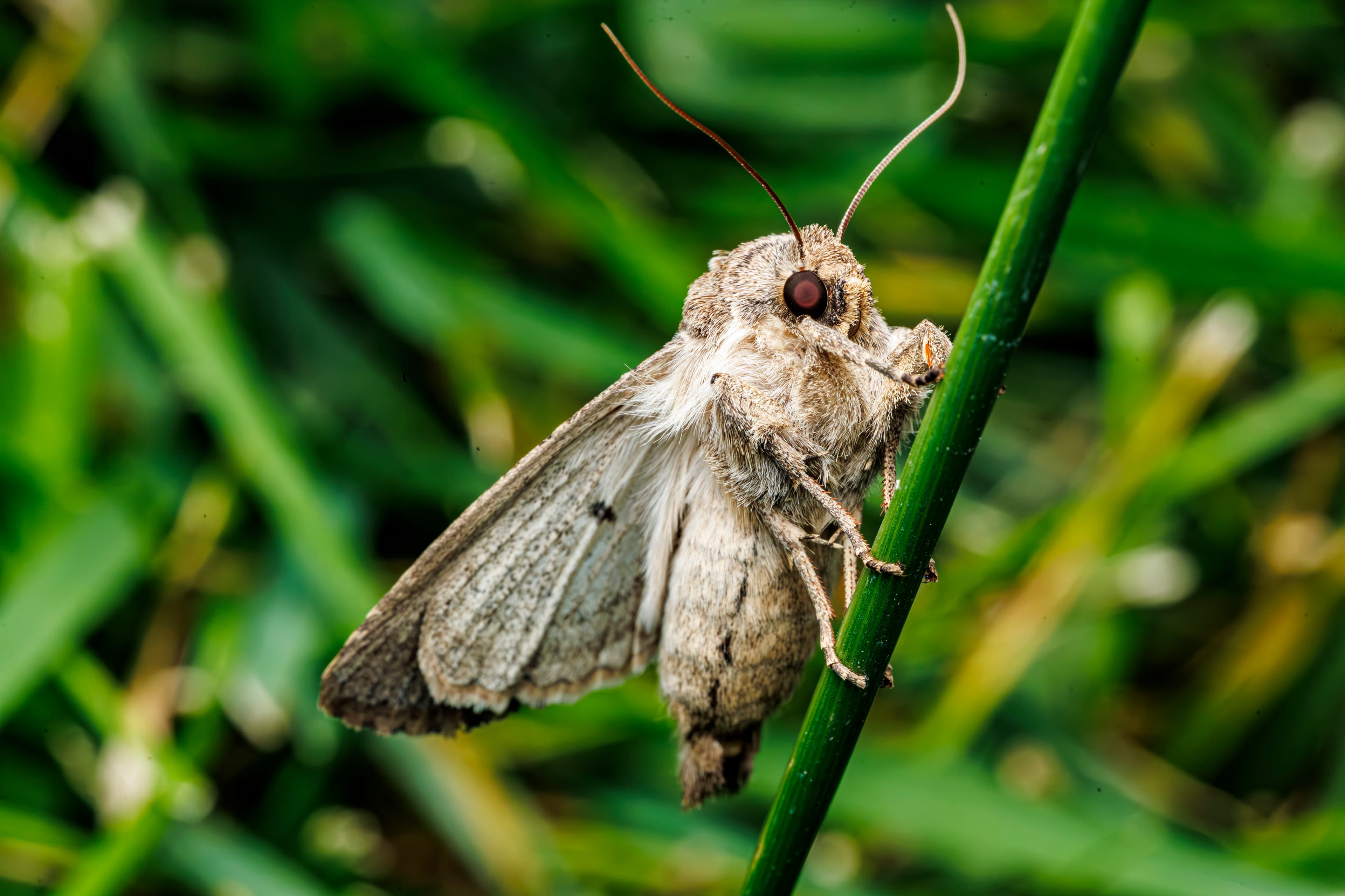Mystical Details: Nature's Hidden Art