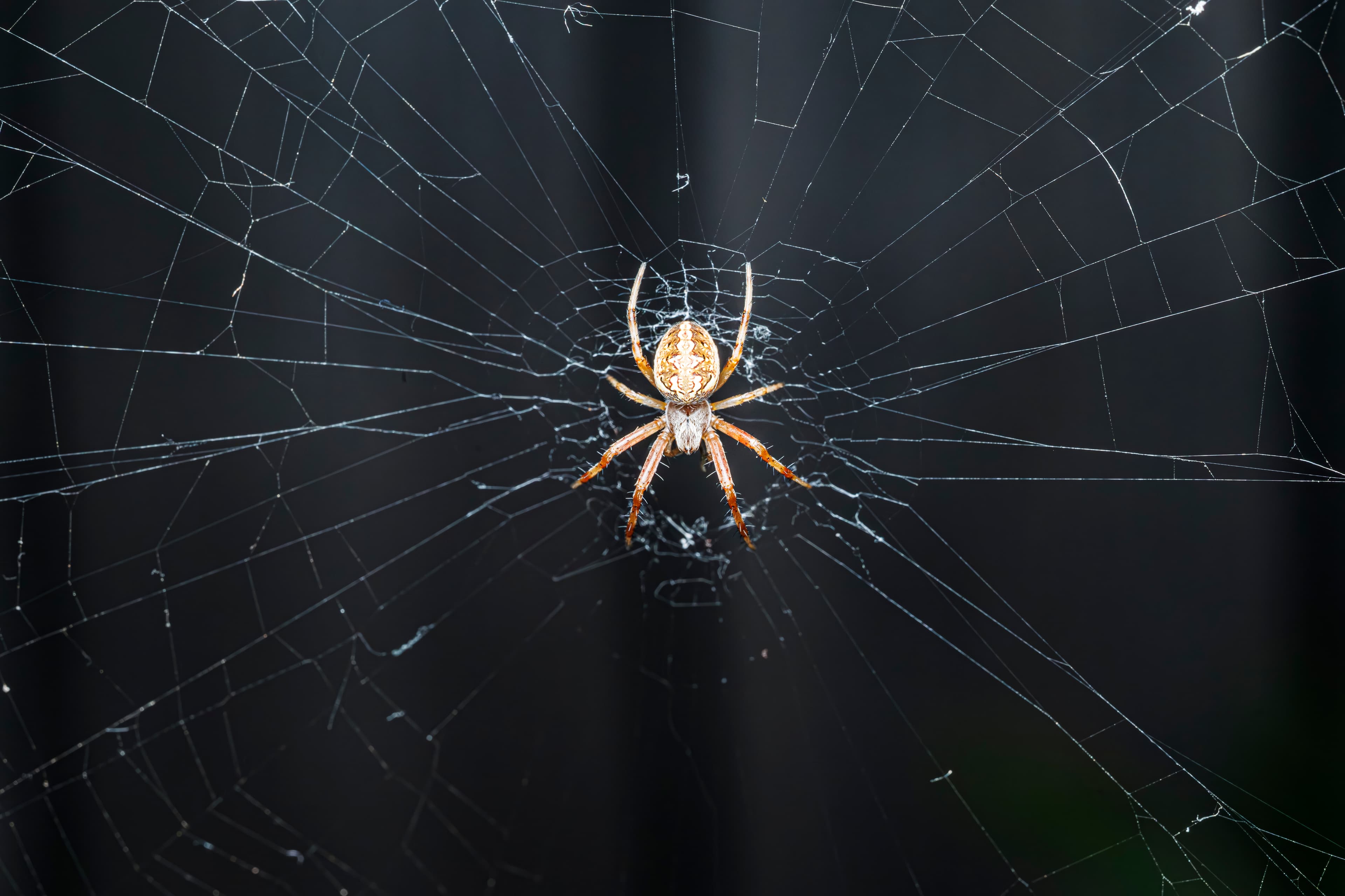 Delicate Architecture of the Tiny