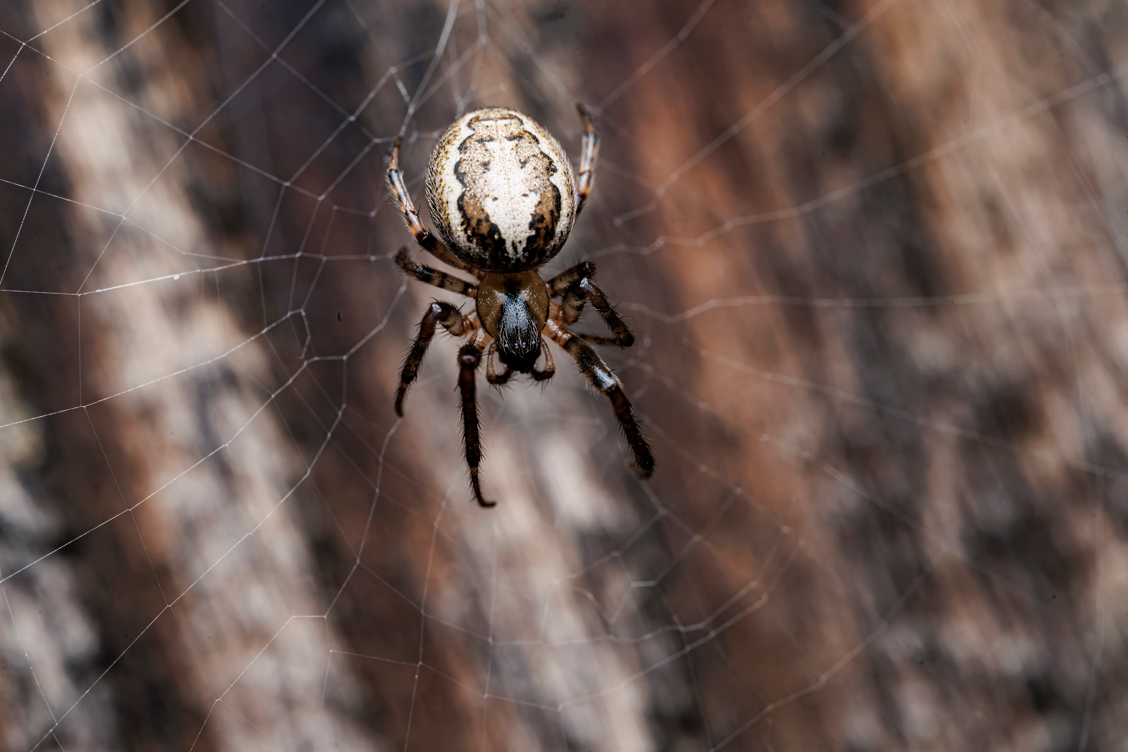 Web of Wonders: Natural Engineering