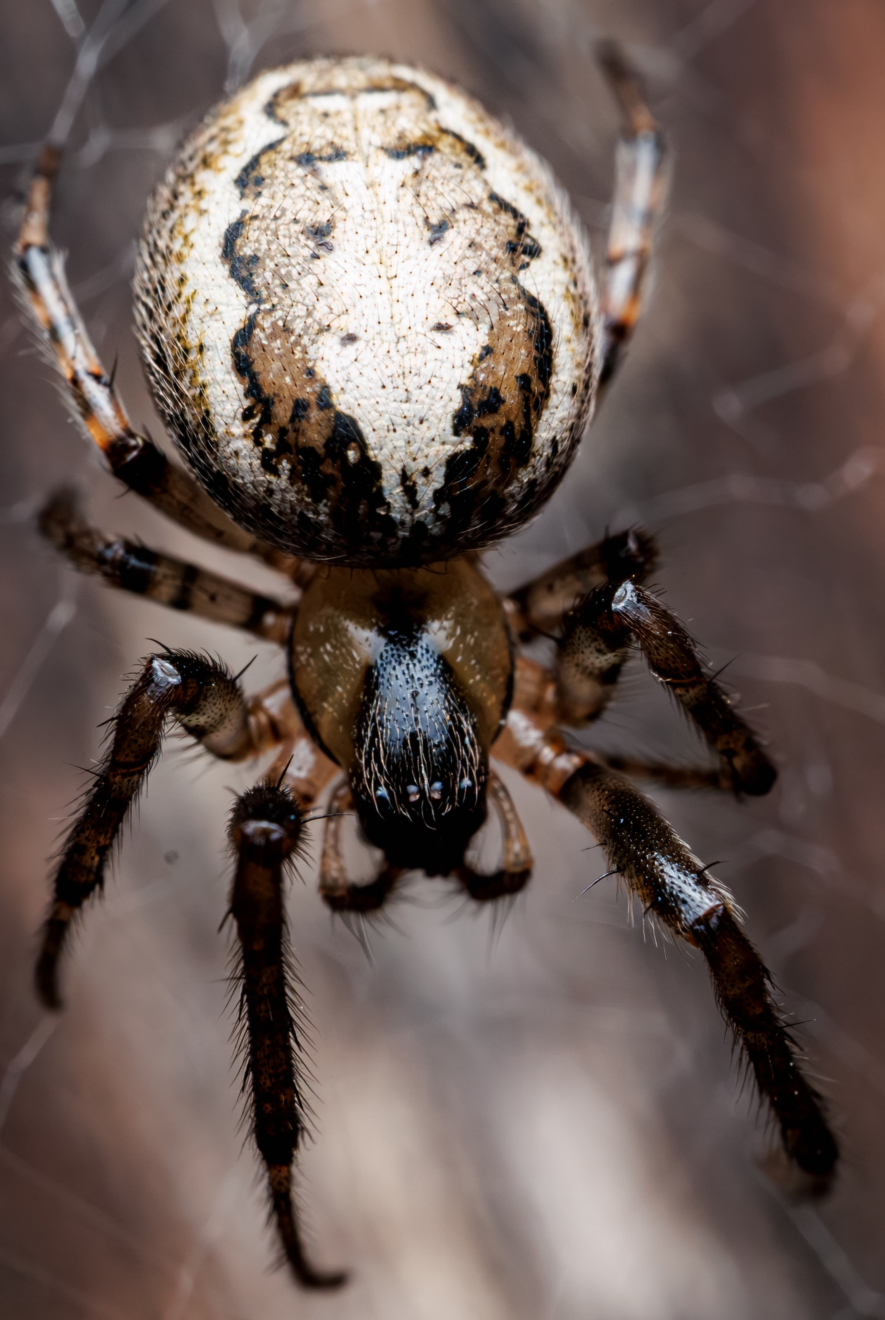 Mesmerizing Close-Up Revelations